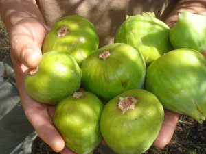 Israel the fig tree