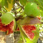 Israel the fig tree